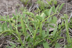 Swainsona luteola