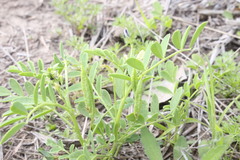 Swainsona luteola