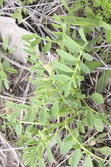 Swainsona luteola
