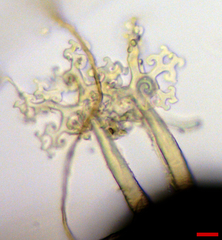 Erysiphe abbreviata
