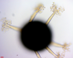 Erysiphe abbreviata