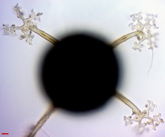 Erysiphe abbreviata
