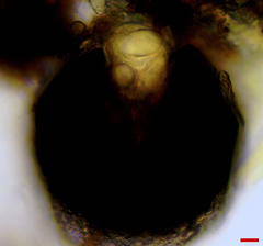 Erysiphe abbreviata