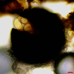 Erysiphe abbreviata
