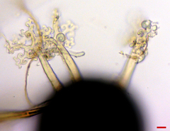Erysiphe abbreviata