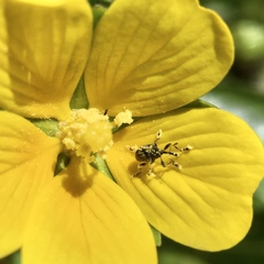 Nanophyinae
