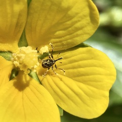 Nanophyinae