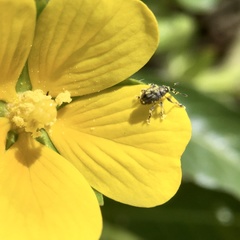 Nanophyinae