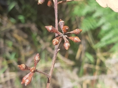 Eucalyptus brookeriana