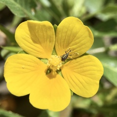 Nanophyinae