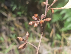 Eucalyptus brookeriana