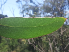 Eucalyptus brookeriana