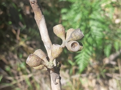 Eucalyptus brookeriana
