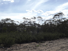 Melaleuca pallescens