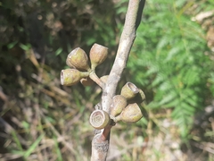Eucalyptus brookeriana