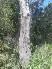 Eucalyptus brookeriana