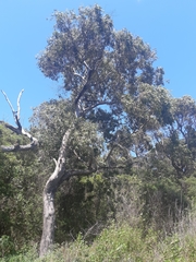 Eucalyptus brookeriana