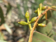 Eucalyptus dalrympleana