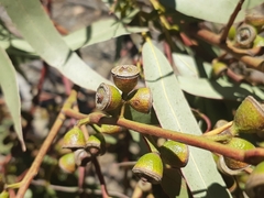 Eucalyptus dalrympleana