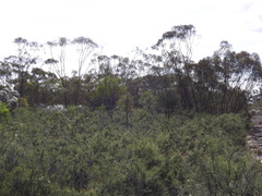 Melaleuca pallescens