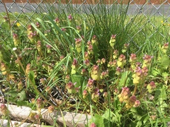 Lamium purpureum purpureum