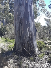 Eucalyptus dalrympleana