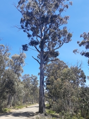 Eucalyptus dalrympleana
