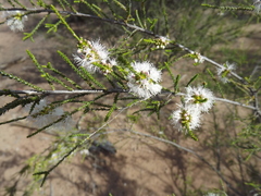 Melaleuca pallescens
