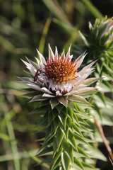 Spilostethus taeniatus