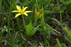 Gagea sulfurea