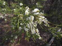 Melaleuca pallescens