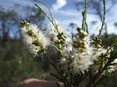 Melaleuca pallescens