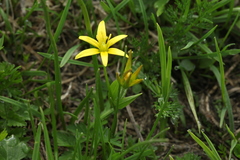 Gagea sulfurea