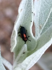 Microrhopala rubrolineata