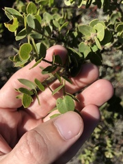 Arctostaphylos purissima purissima