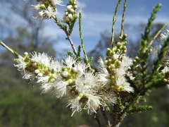 Melaleuca pallescens