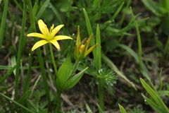 Gagea sulfurea