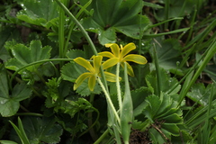 Gagea sulfurea
