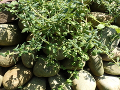 Spermacoce latifolia