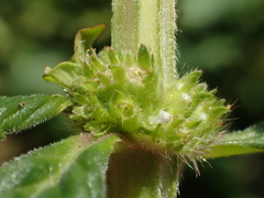 Spermacoce latifolia