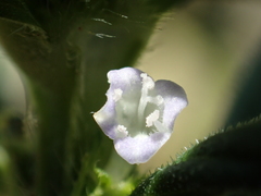 Spermacoce latifolia