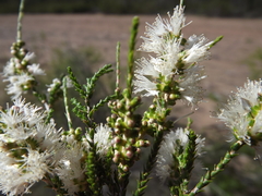 Melaleuca pallescens