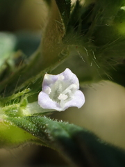 Spermacoce latifolia