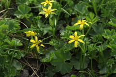 Gagea sulfurea