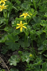 Gagea sulfurea