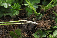 Gagea sulfurea