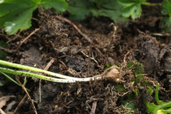 Gagea sulfurea