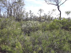 Melaleuca pallescens