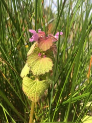 Lamium purpureum purpureum