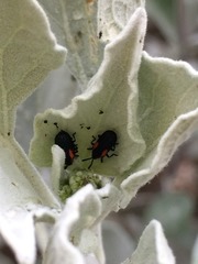 Microrhopala rubrolineata